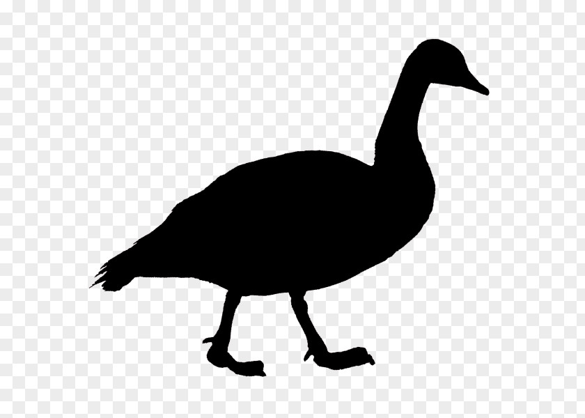 Duck Goose Cygnini Bird Beak PNG