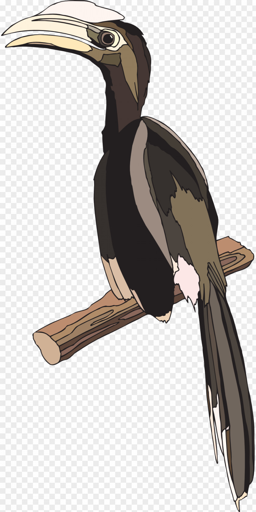 Feather Bird Hornbill Coraciiformes Clip Art PNG