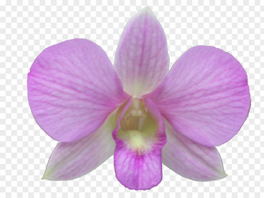 Moth Orchids Digital Image PNG