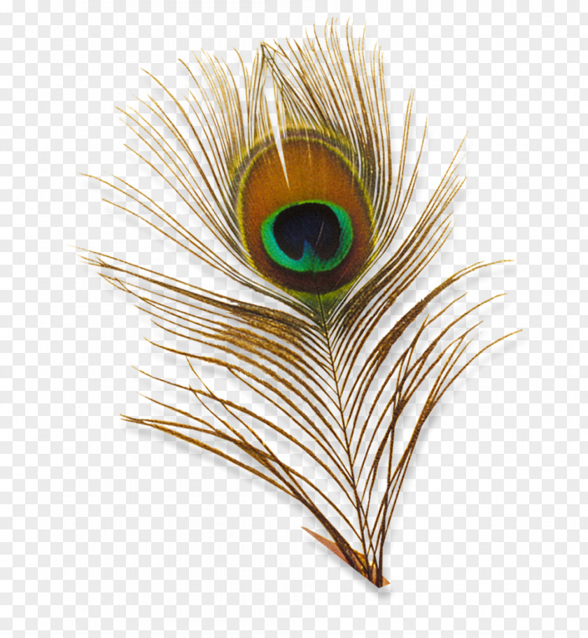 Peacock Bird Feather Peafowl Clip Art PNG