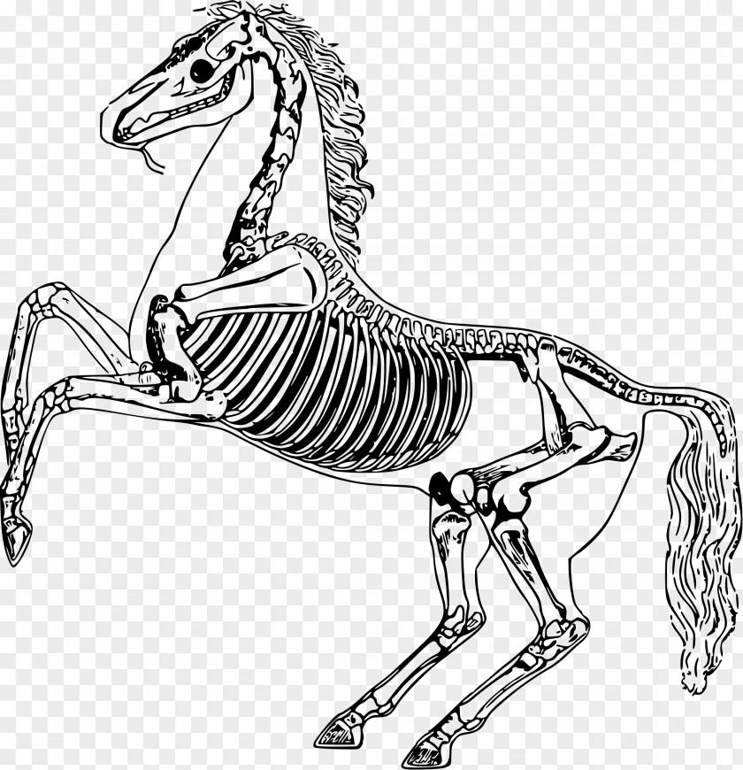 Skeleton Horse Anatomy Bone Drawing PNG