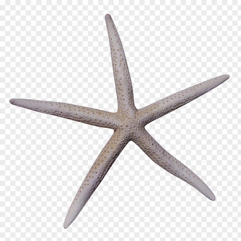 Starfish Pattern Material Euclidean Vector PNG