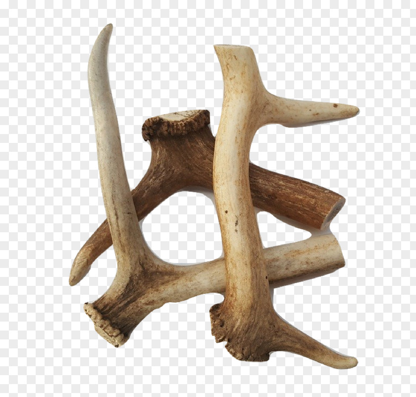 Antler Dog Deer Raw Feeding Bone PNG