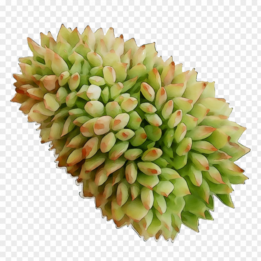 Commodity Fruit PNG