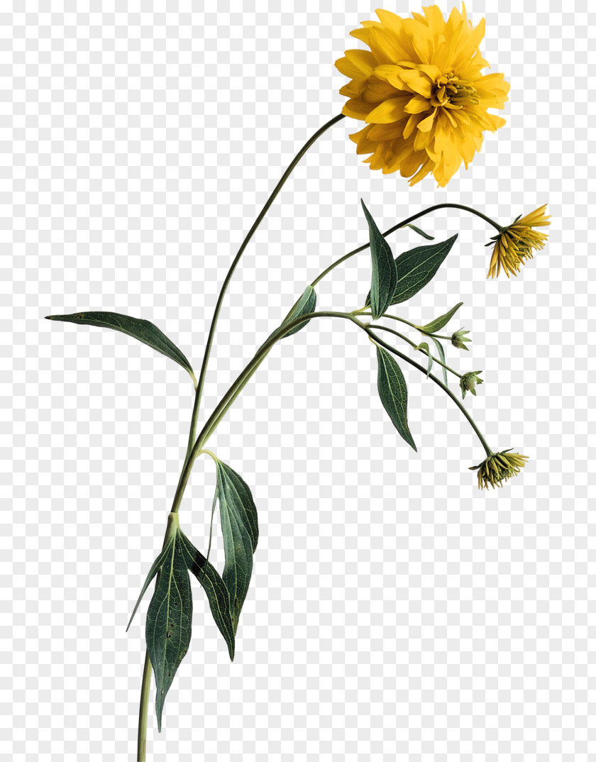 Flower Wildflower Clip Art PNG