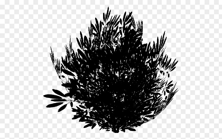 Pine Family Leaf Branching Black M PNG