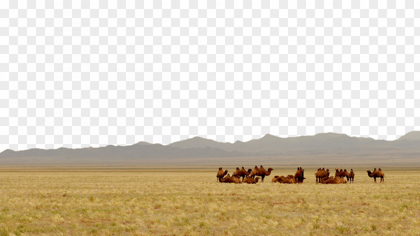Prairie Camel Gobi Desert Steppe Landscape Grassland PNG