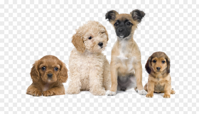 Puppy Pageant Registration Poodle Pet Cat PNG