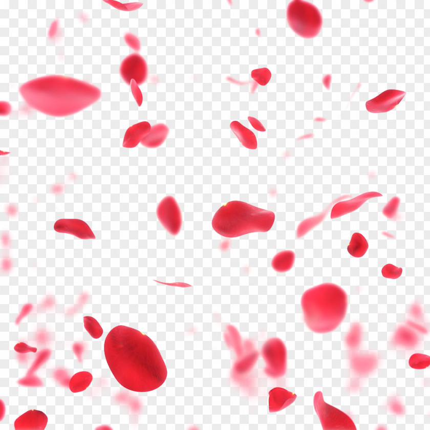 Rose Petal Stock Photography Flower Stock.xchng PNG
