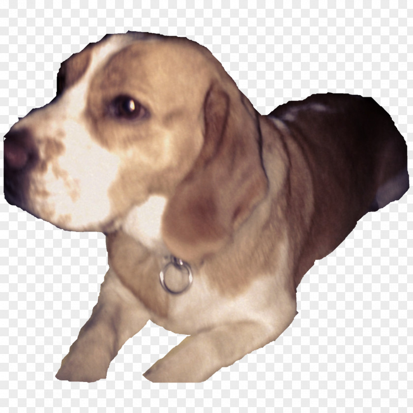 Tijeras Beagle Puppy Dog Breed Companion Snout PNG