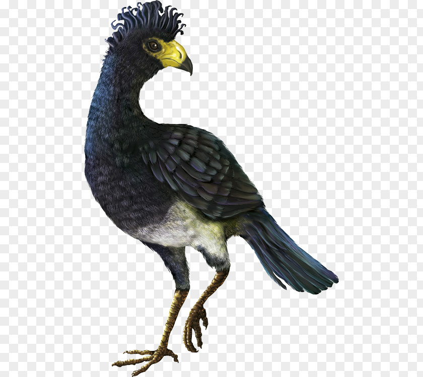 El Paujil Biodiversity Nature Blue-billed Curassow Protected Area PNG