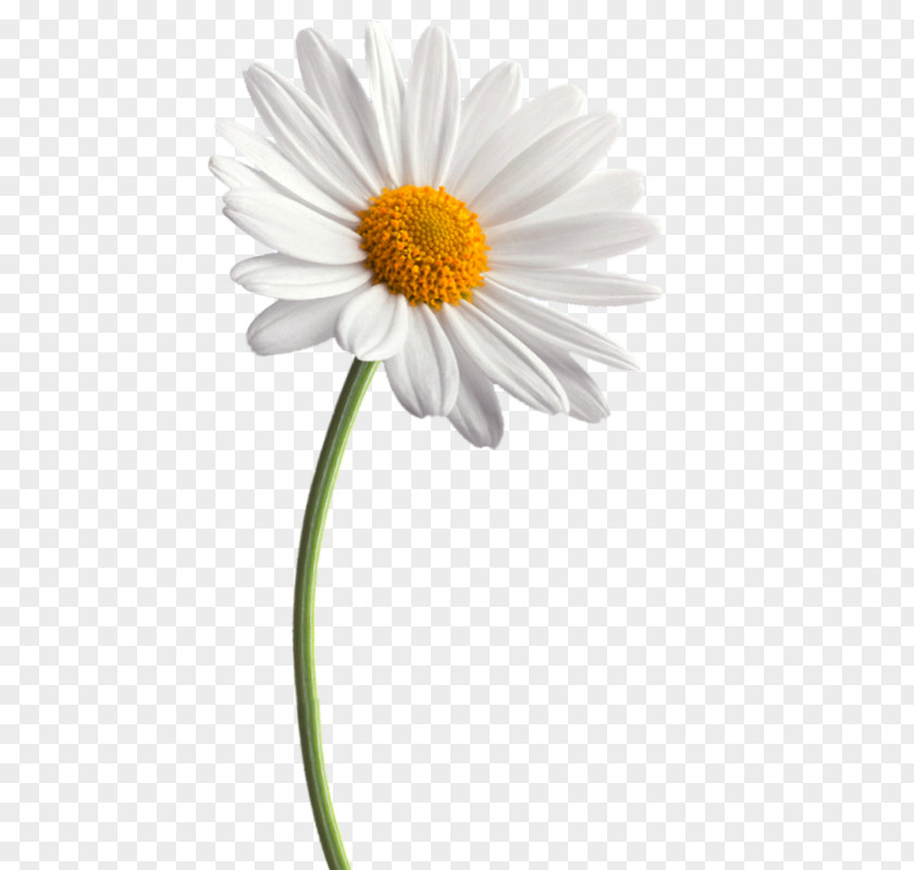 Fat Cells Urine Flower Daisy Family Clip Art Common PNG
