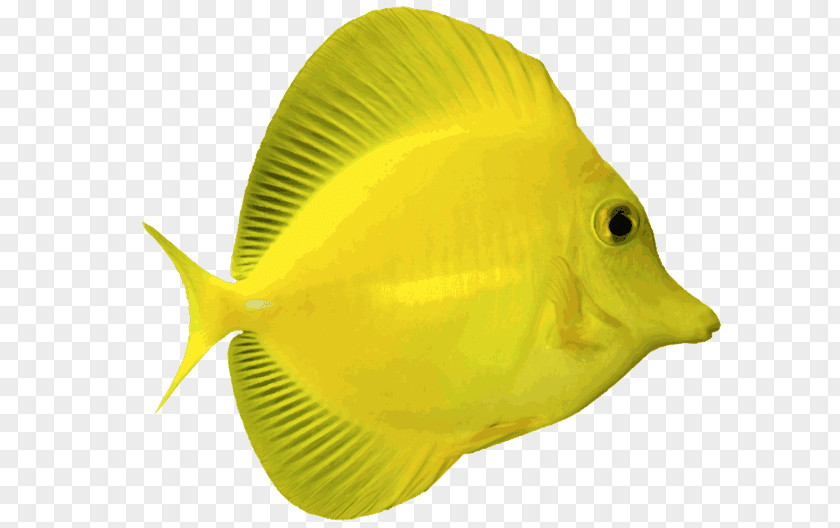 Fish Angelfish Yellow Tang Blue Saltwater Clip Art PNG