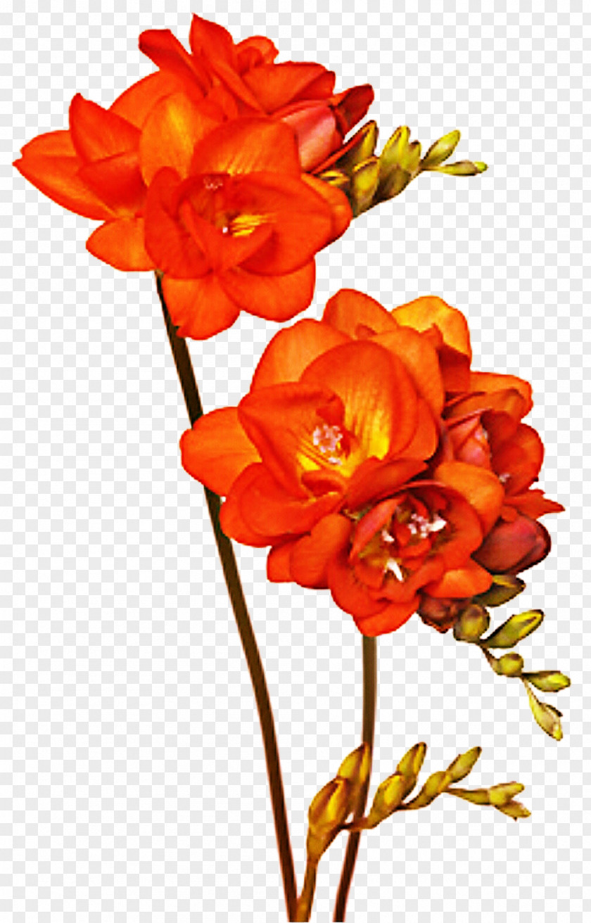 Freesia Floral Design Cut Flowers DeviantArt PNG