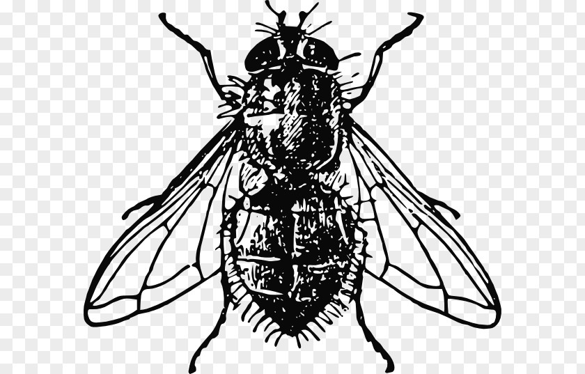 Housefly Cliparts Insect Clip Art PNG
