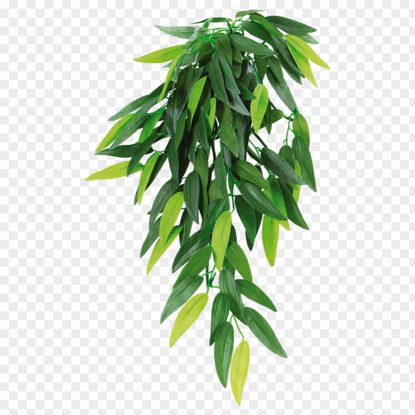 Plant Houseplant Reptile Hanging Basket PNG