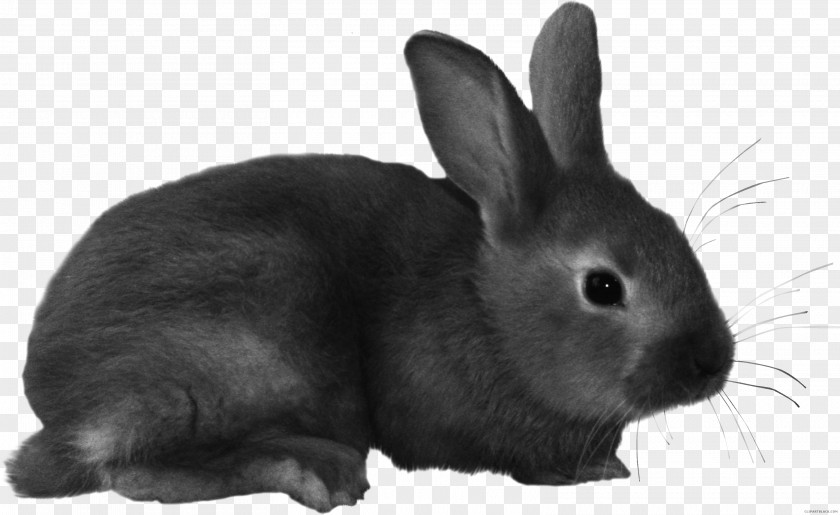 Rabbit European Domestic Clip Art Hare PNG