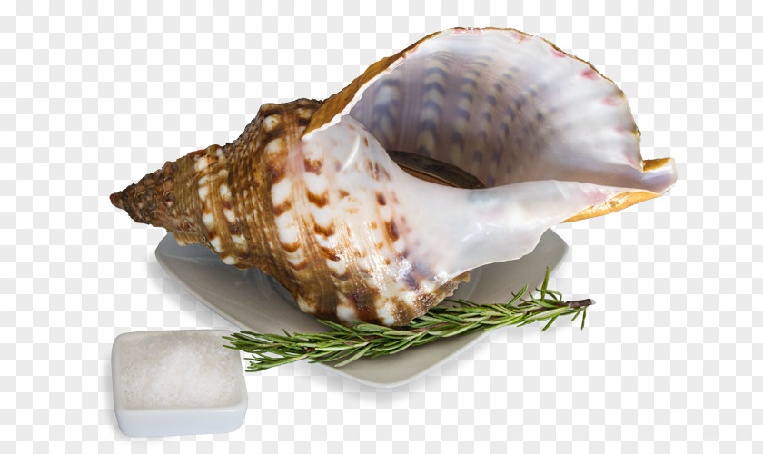 Sea Cockle Snail Clam Shellfish PNG