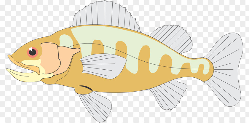 Ua Food Chain Tail Fish Clip Art PNG