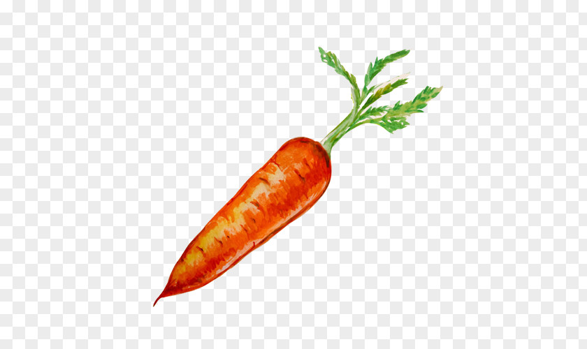 Carrots Hand Painting Material Picture Organic Food Carrot Seed Oil Drawing PNG