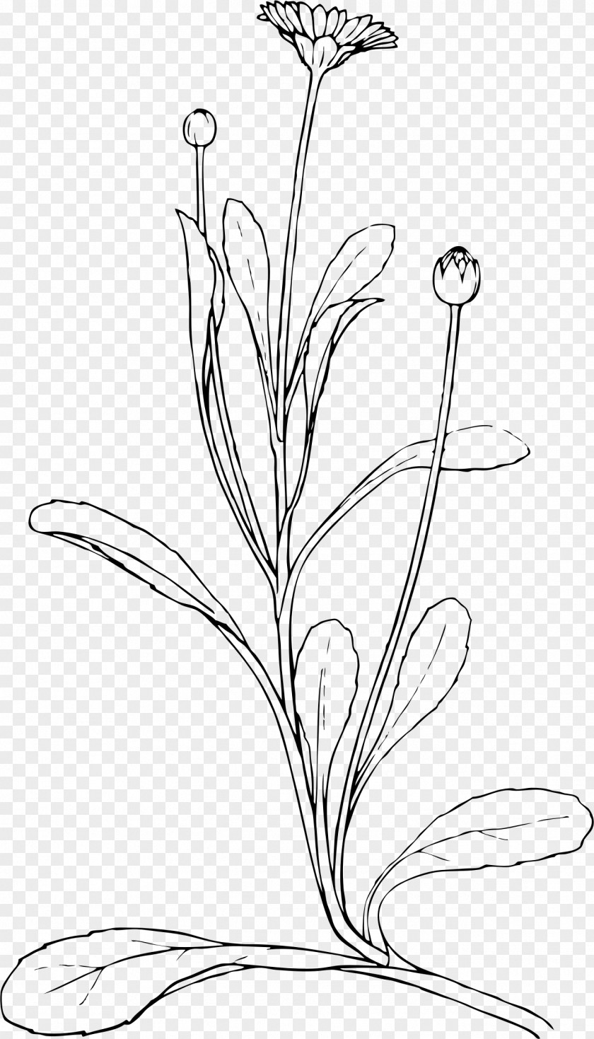 Drawing Plant Line Art Common Daisy Clip PNG