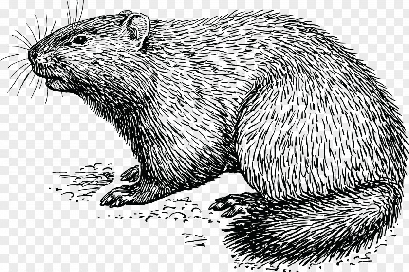 Groundhog Day How Much Wood Would A Woodchuck Chuck Clip Art PNG