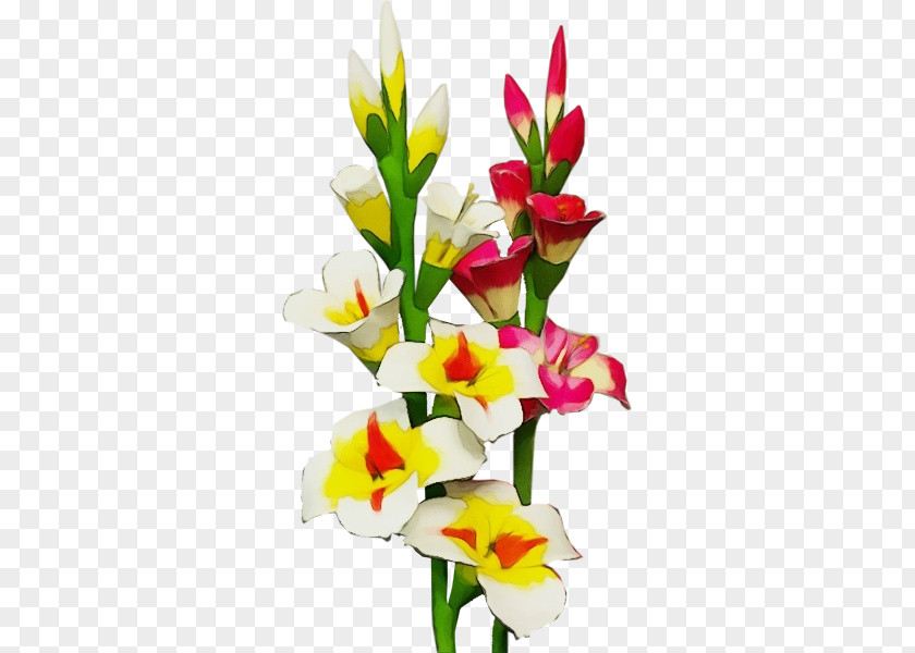 Ixia Iris Family Flower Flowering Plant Cut Flowers Gladiolus PNG