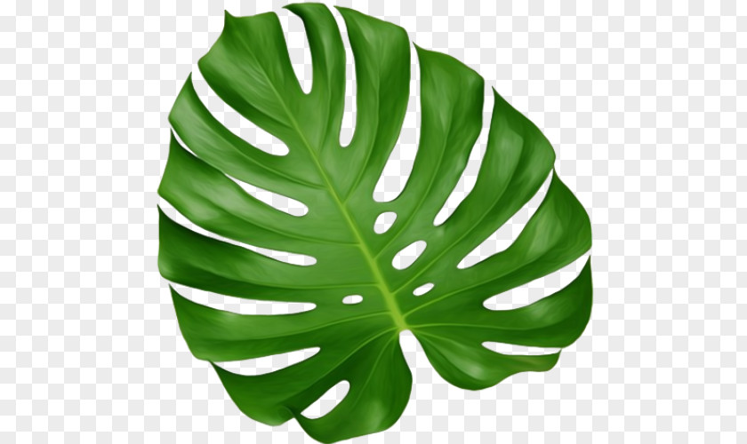 Leaf Monstera Houseplant Root PNG