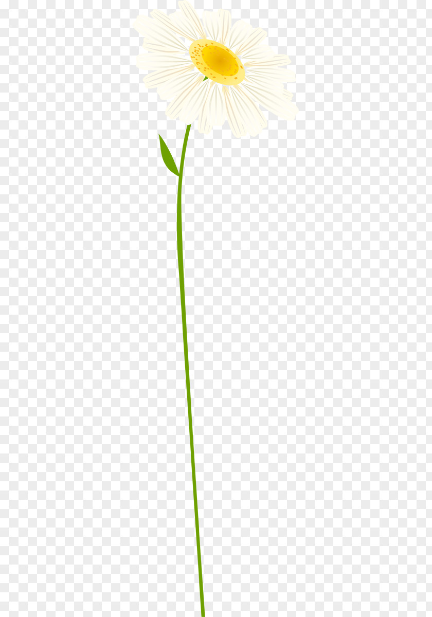 Oxeye Daisy Chamomile Cut Flowers Transvaal PNG
