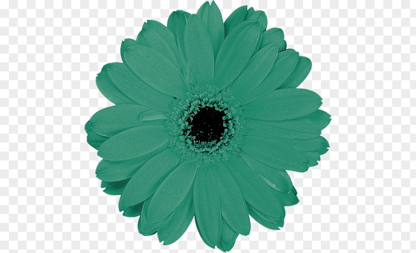 Transvaal Daisy Cut Flowers Green Petal PNG