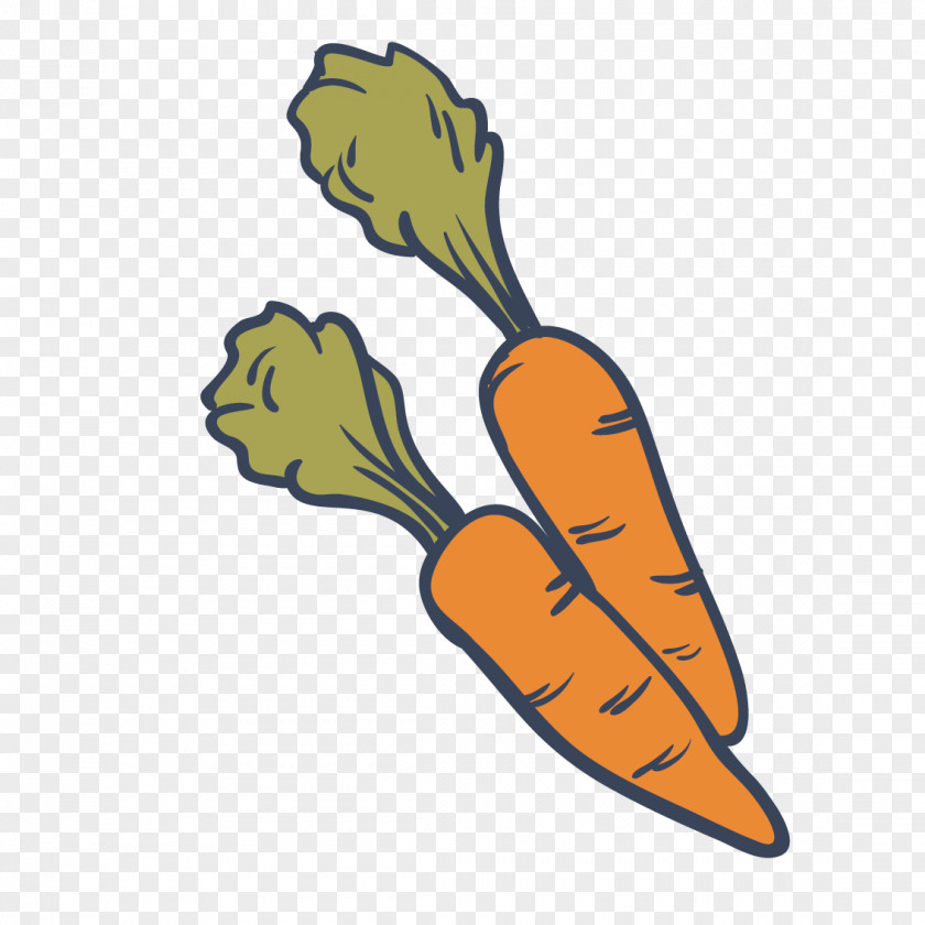 Vector Carrot Drawing Vegetable Food PNG