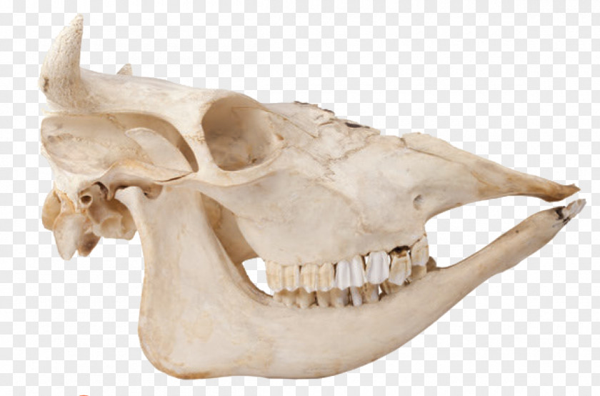 Bones Skull Cattle Bone Skeleton Mammal PNG