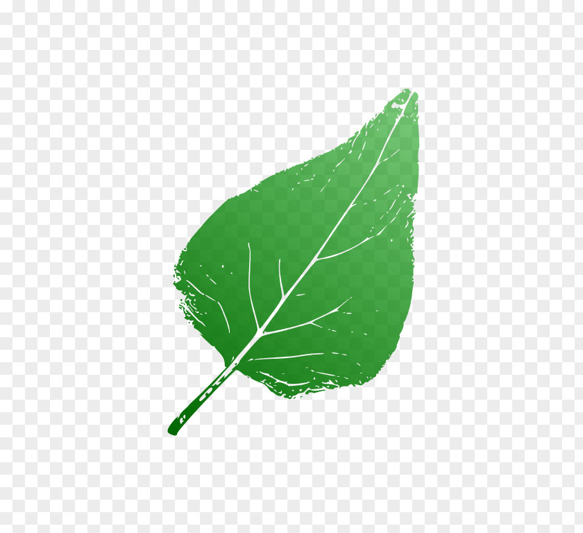 Leaf PNG