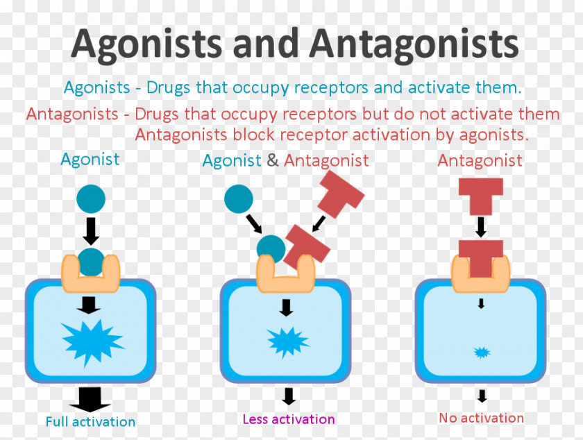 Receptor Antagonist Agonist-antagonist Dopamine PNG