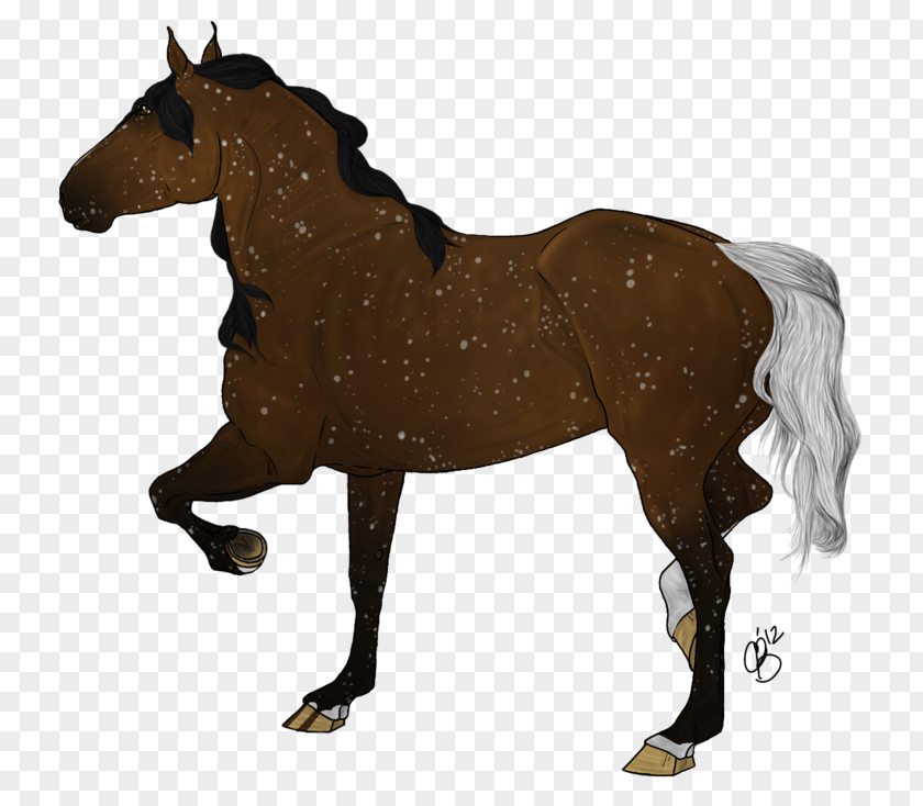 Shading Snowflake Foal Mustang Stallion Pony Mare PNG