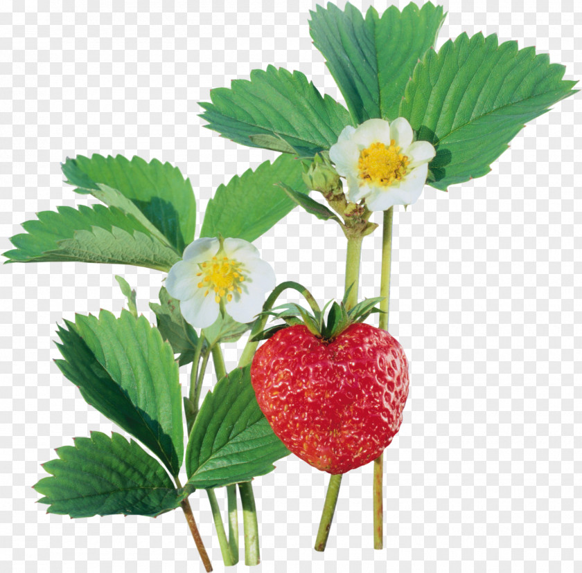 Strawberry Auglis Clip Art PNG