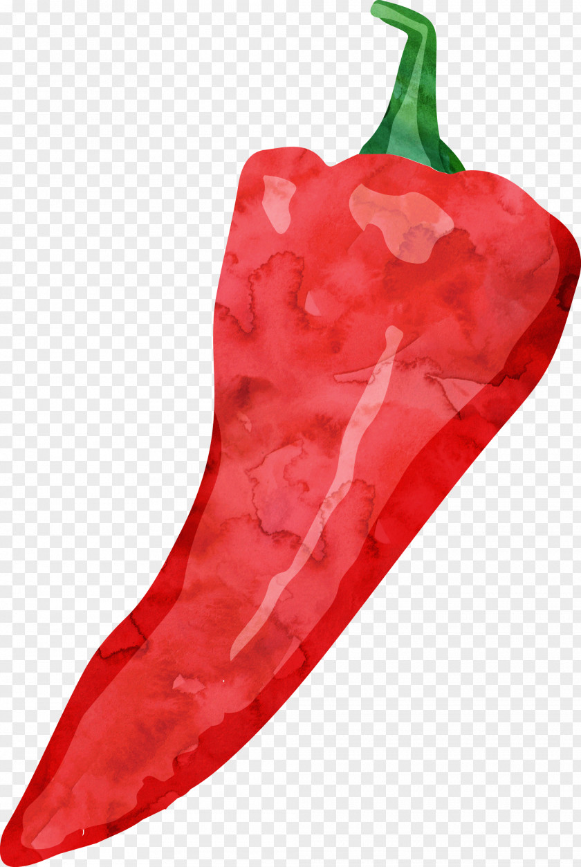 Drawing Pepper Tabasco Cayenne Watercolor Painting PNG