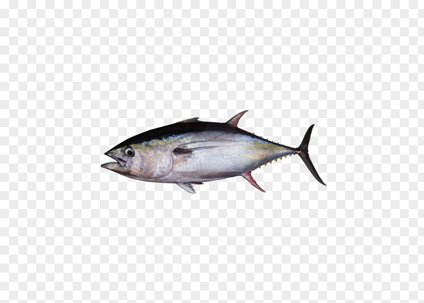 Fish Atlantic Bluefin Tuna Oily Albacore PNG