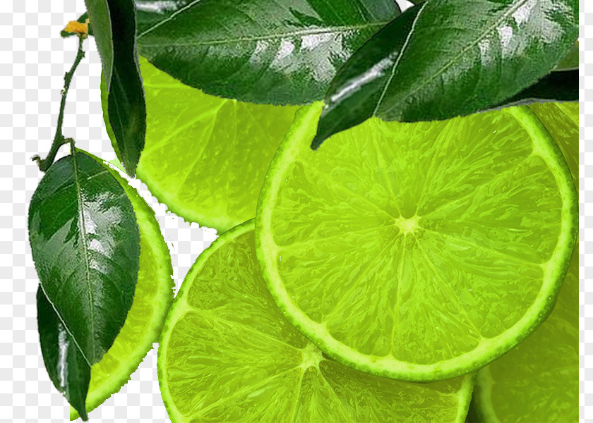 Green Lemon Slices Creative Perspective Sour Lime Desktop Wallpaper PNG