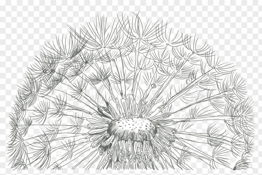 Pen Sketch Drawing Illustration Image Common Dandelion PNG