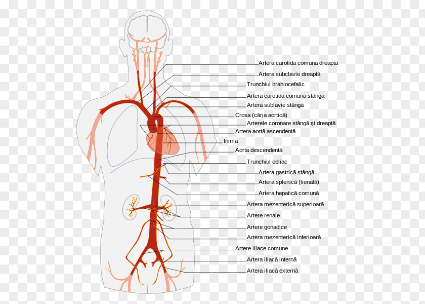 The Branches Abdominal Aorta Artery Anatomy Human Body PNG