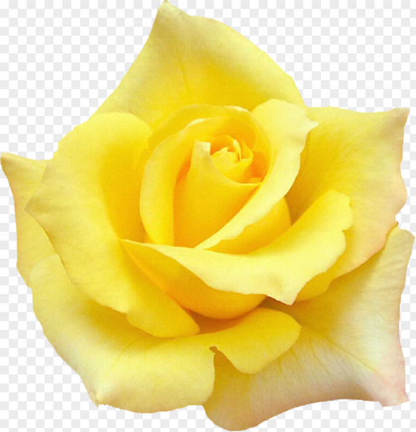 White Rose Quotation Desktop Wallpaper Yellow PNG