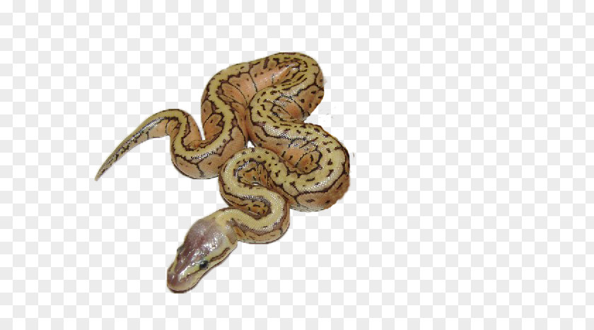 Ball Python Spider Bee Desert PNG