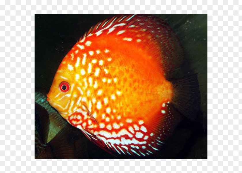 Fish Discus Aquarium Ornamental Blood-red Parrot Cichlid PNG
