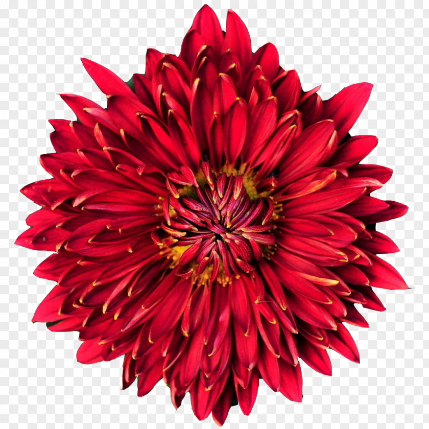 Round Hammer Picture Material Puddini At The Deli Chrysanthemum Illustration PNG