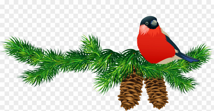 Transparent Pine Branch With Cones And Bird Clip Art PNG