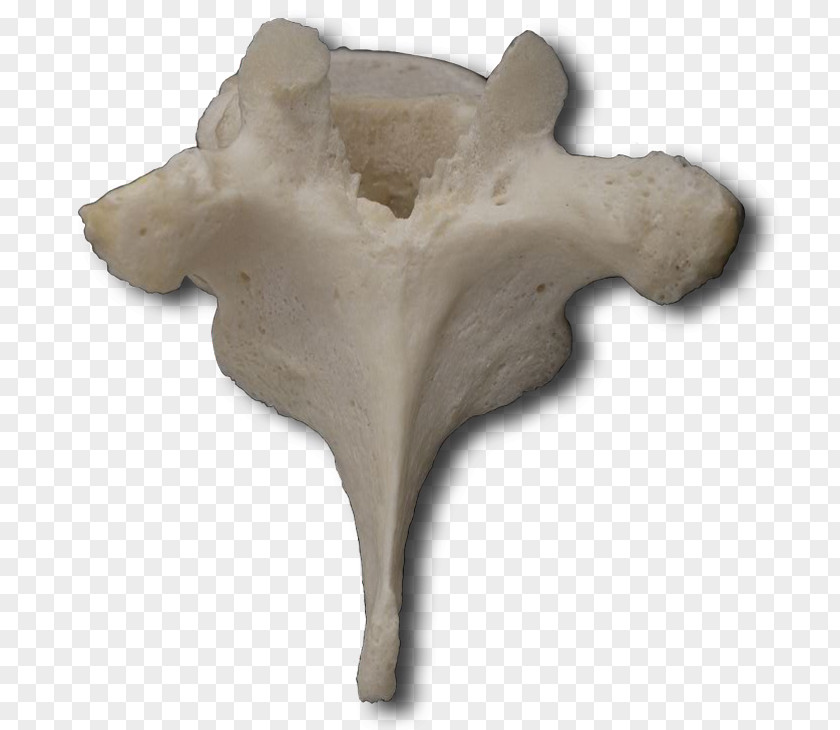Vertebral Column Thoracic Vertebrae Cervical Lumbar Anatomy PNG