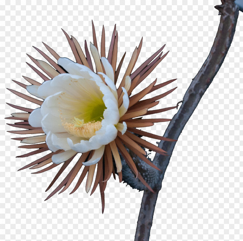Cactus Flower Cactaceae Selenicereus Grandiflorus Festa Del Succulent Plant PNG