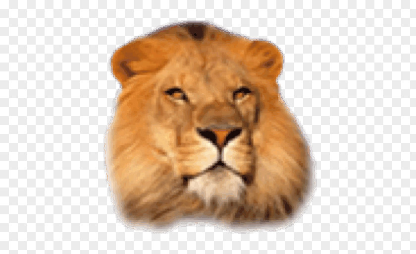 Cat Big Leopard African Lion Desktop Wallpaper PNG