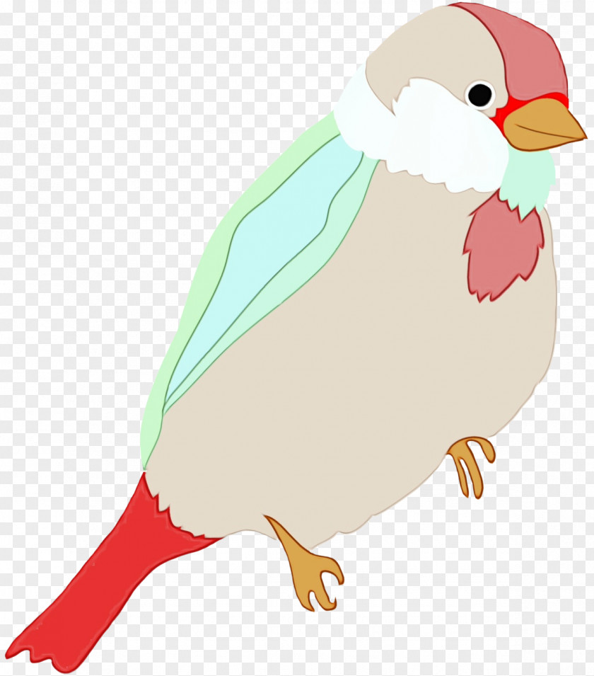 Flightless Bird Beak Clip Art PNG